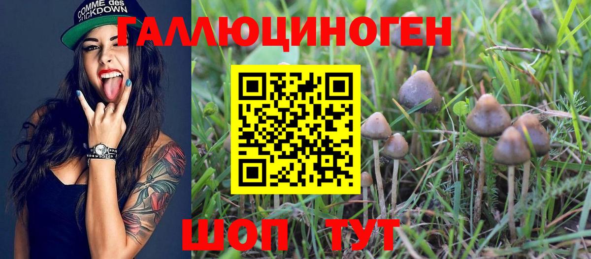 Псилоцибиновые грибы Psilocybe Тула